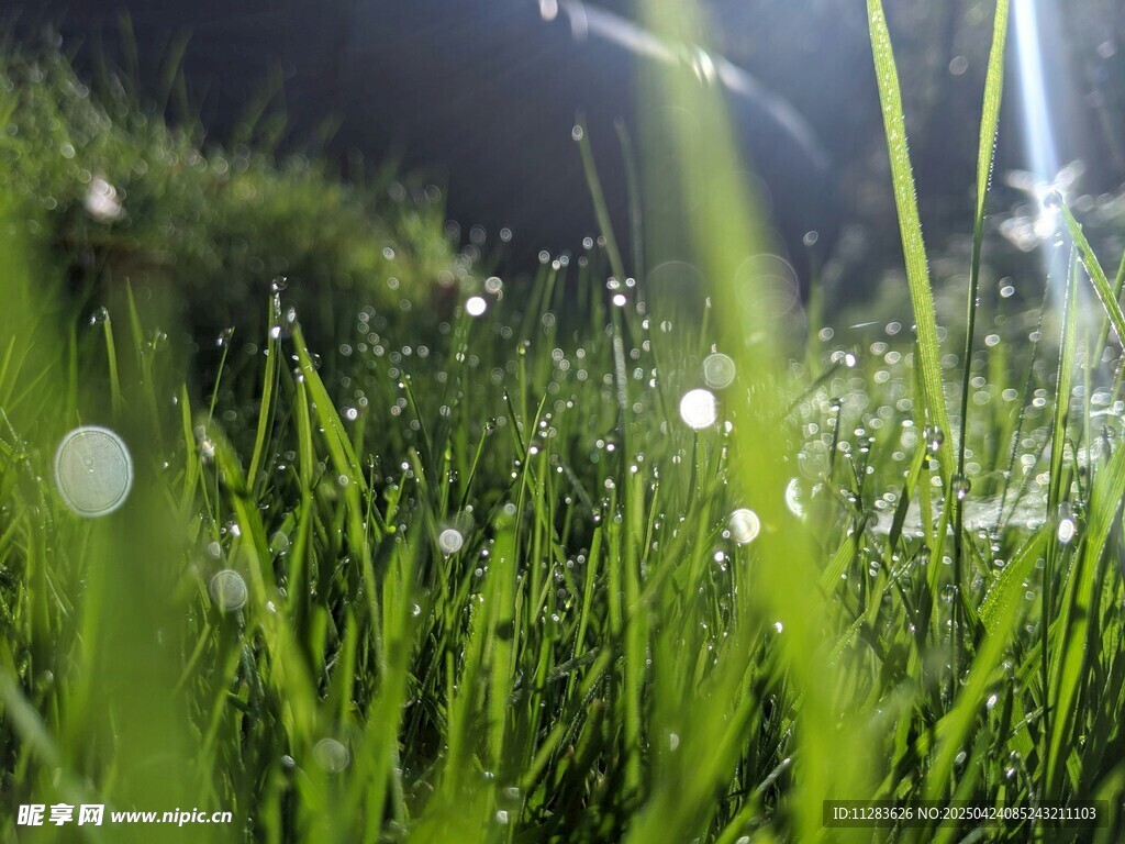 阳光下的嫩绿草地露珠