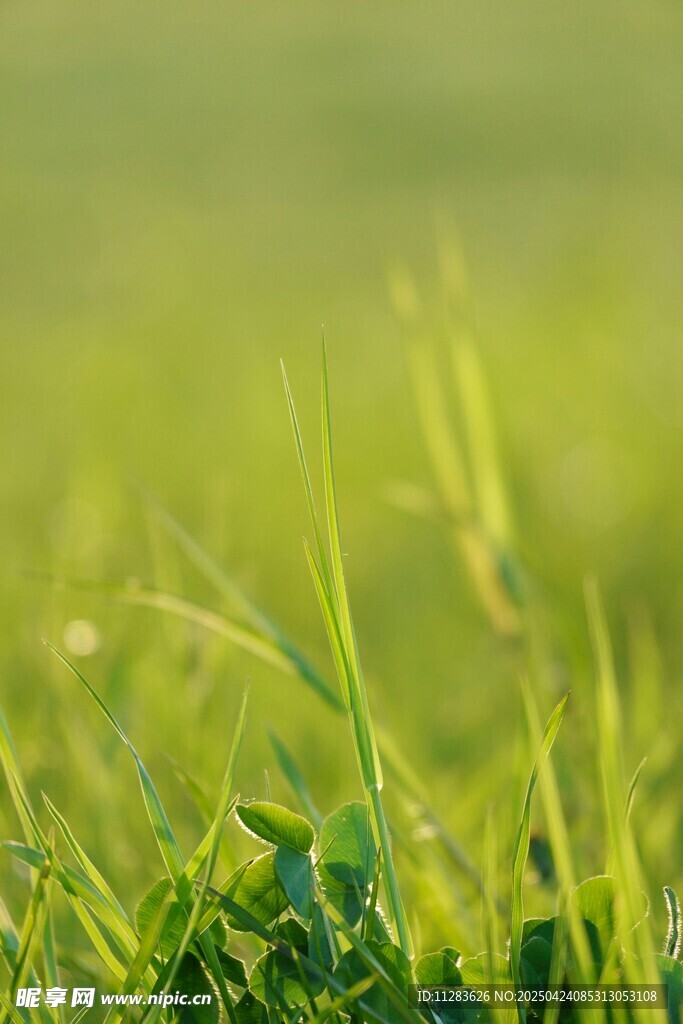 嫩绿青草特写
