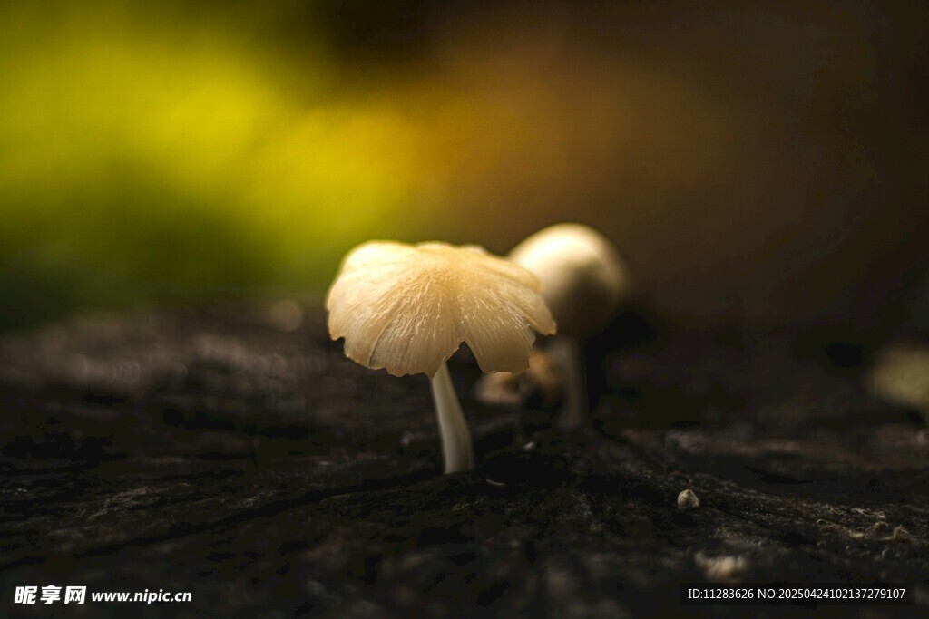 林间小蘑菇特写