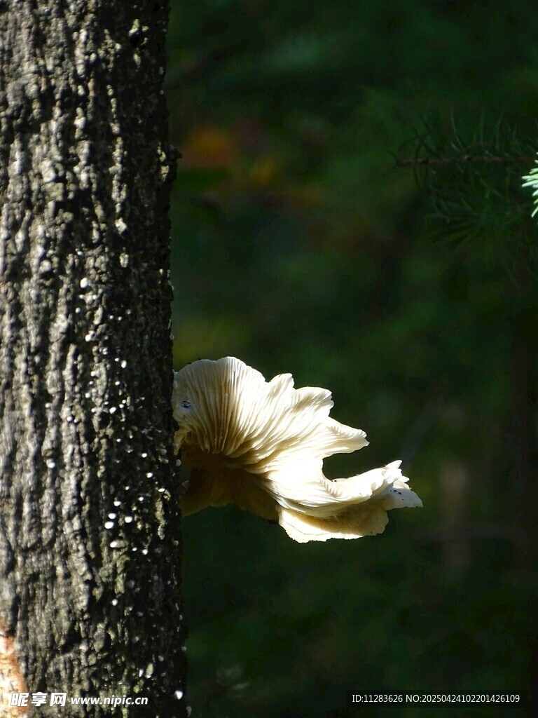 树干旁的白色蘑菇