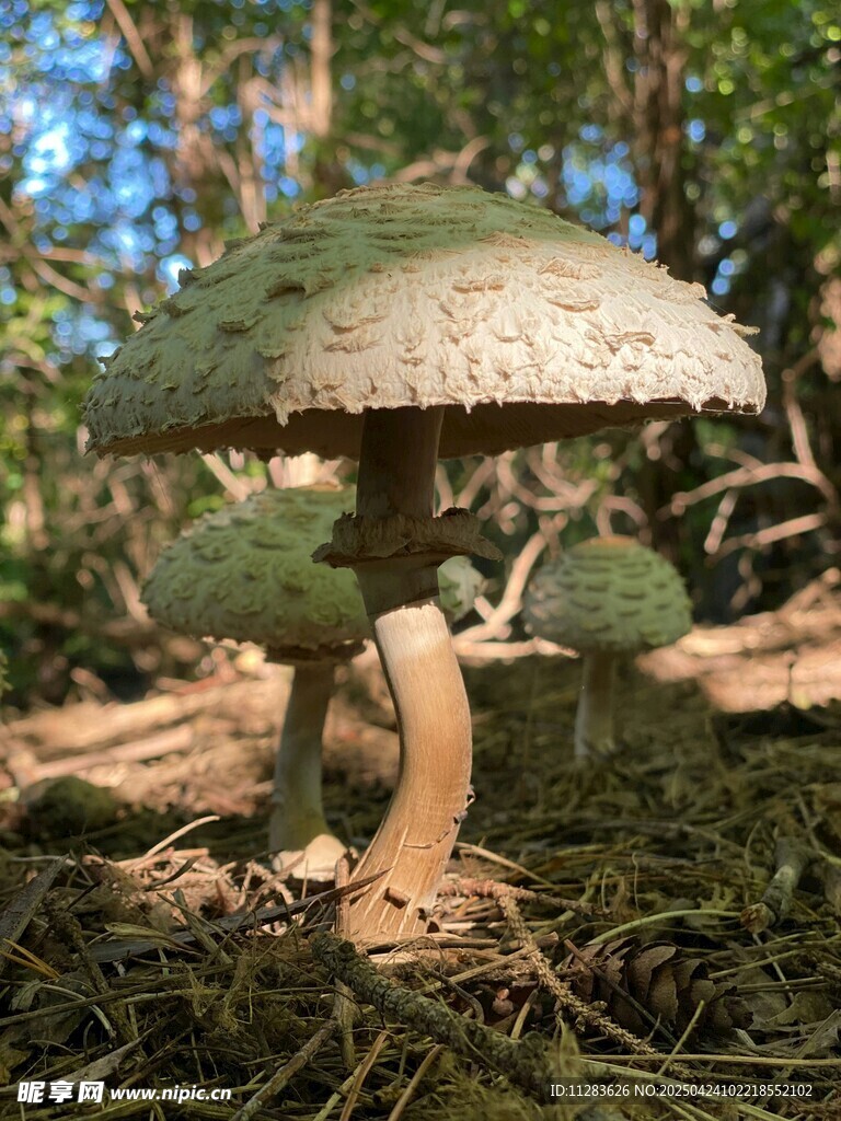 森林中的蘑菇群