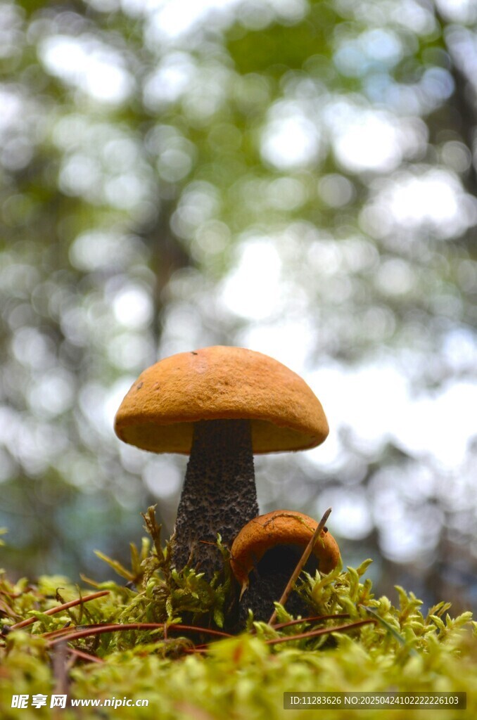 林间蘑菇