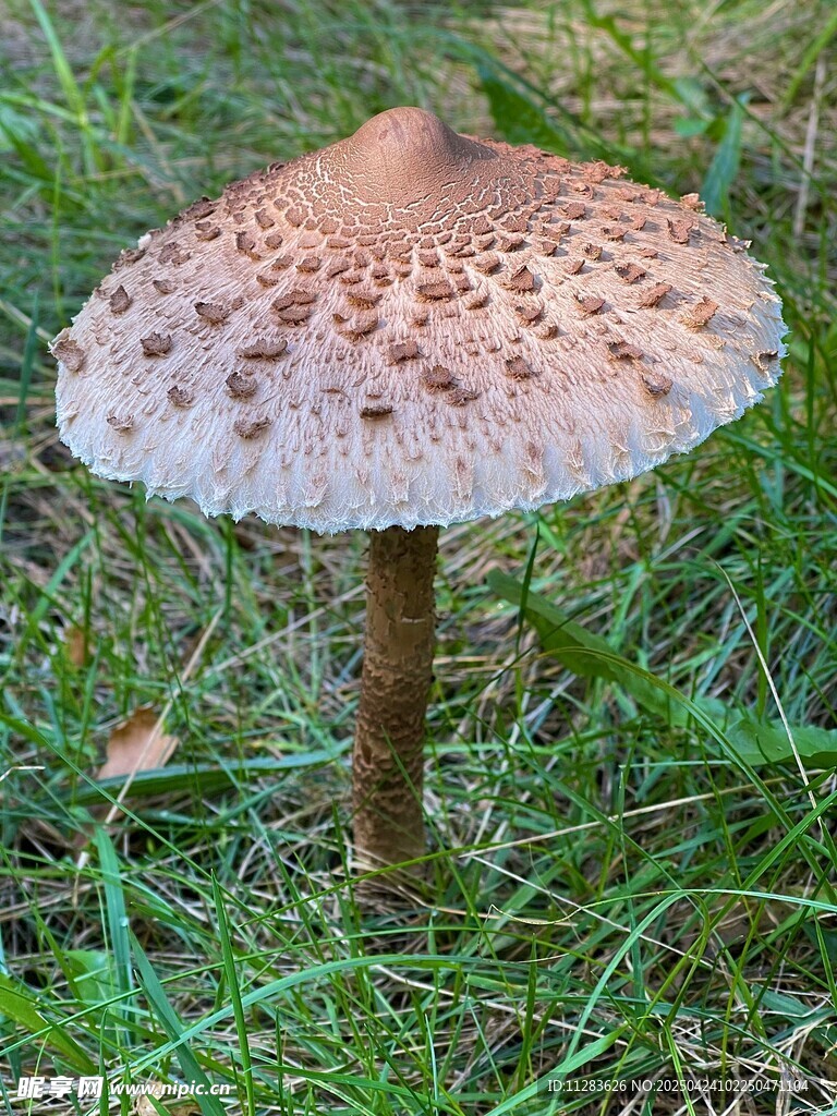 草地上的斑点蘑菇