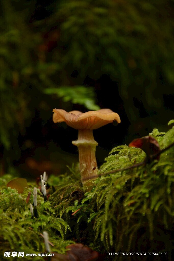 森林中生长的蘑菇