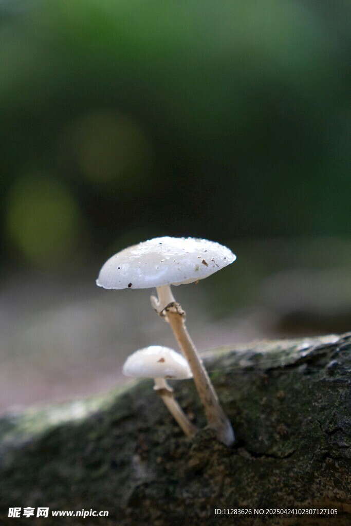 木上双生小白蘑菇