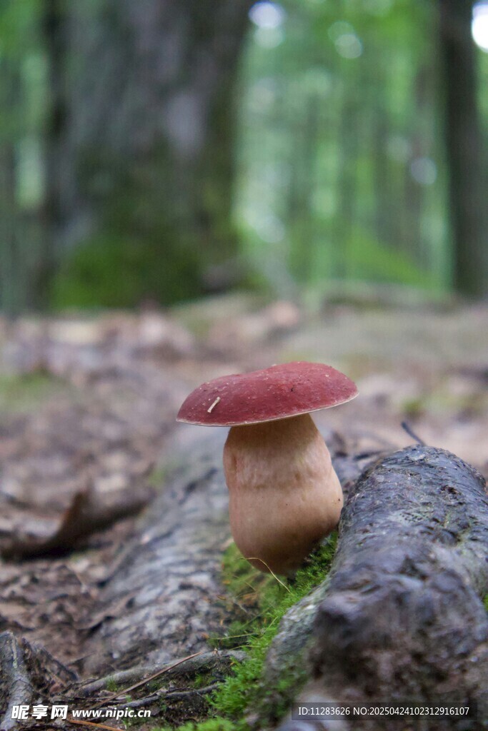 森林中红顶蘑菇