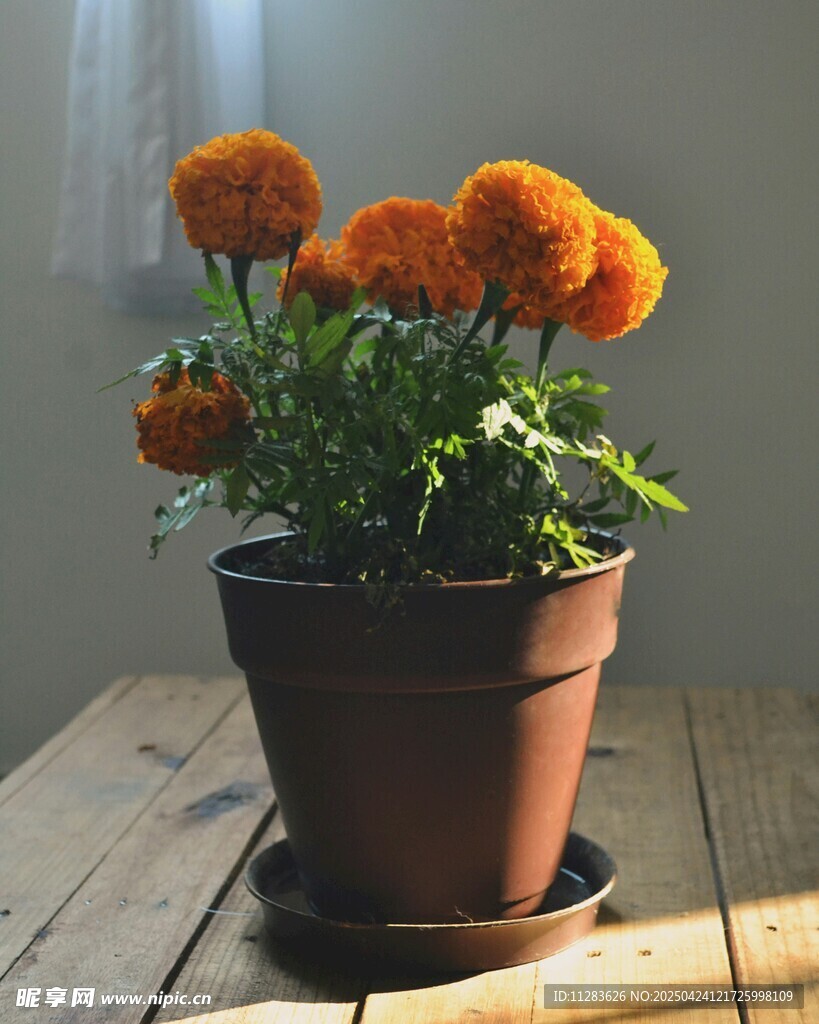 陶盆中的花朵