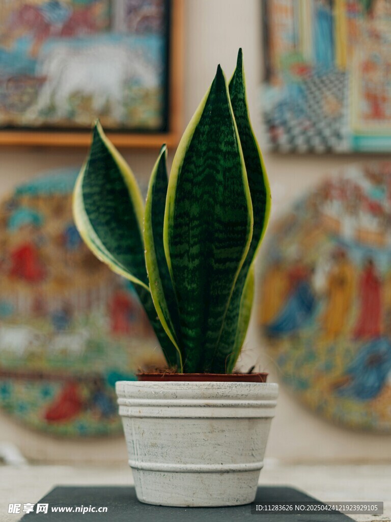 简约盆栽虎皮兰
