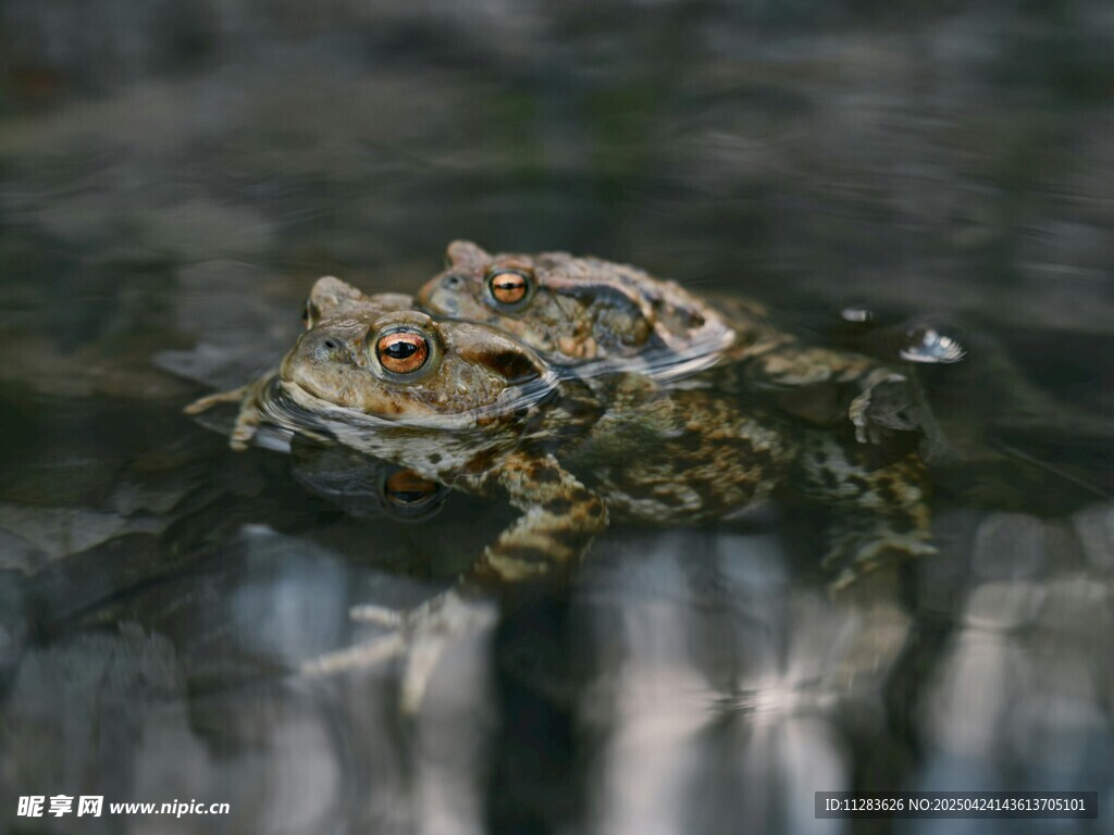 池塘边的几只青蛙