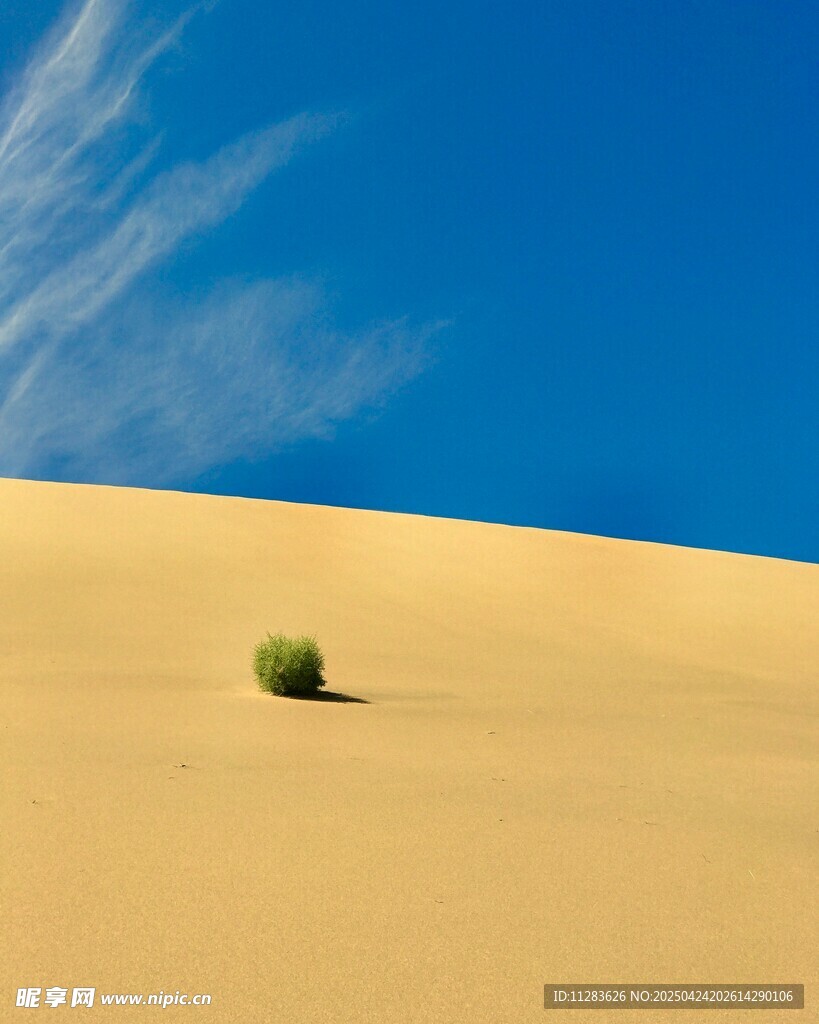 沙漠中的孤独绿植