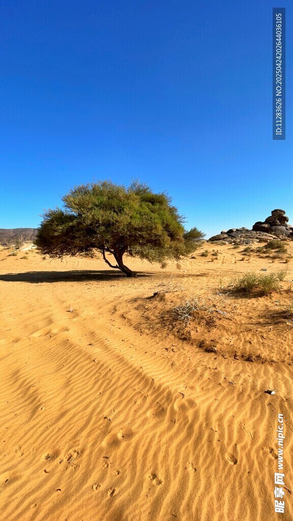 沙漠孤树风景