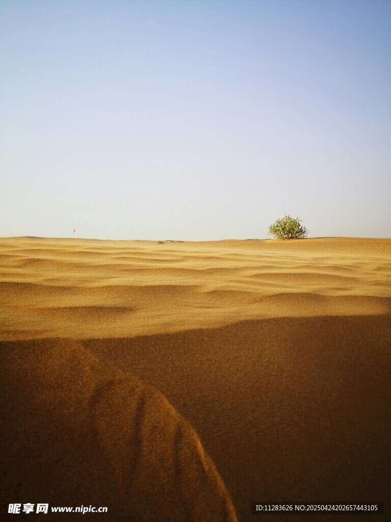 沙漠孤树景观