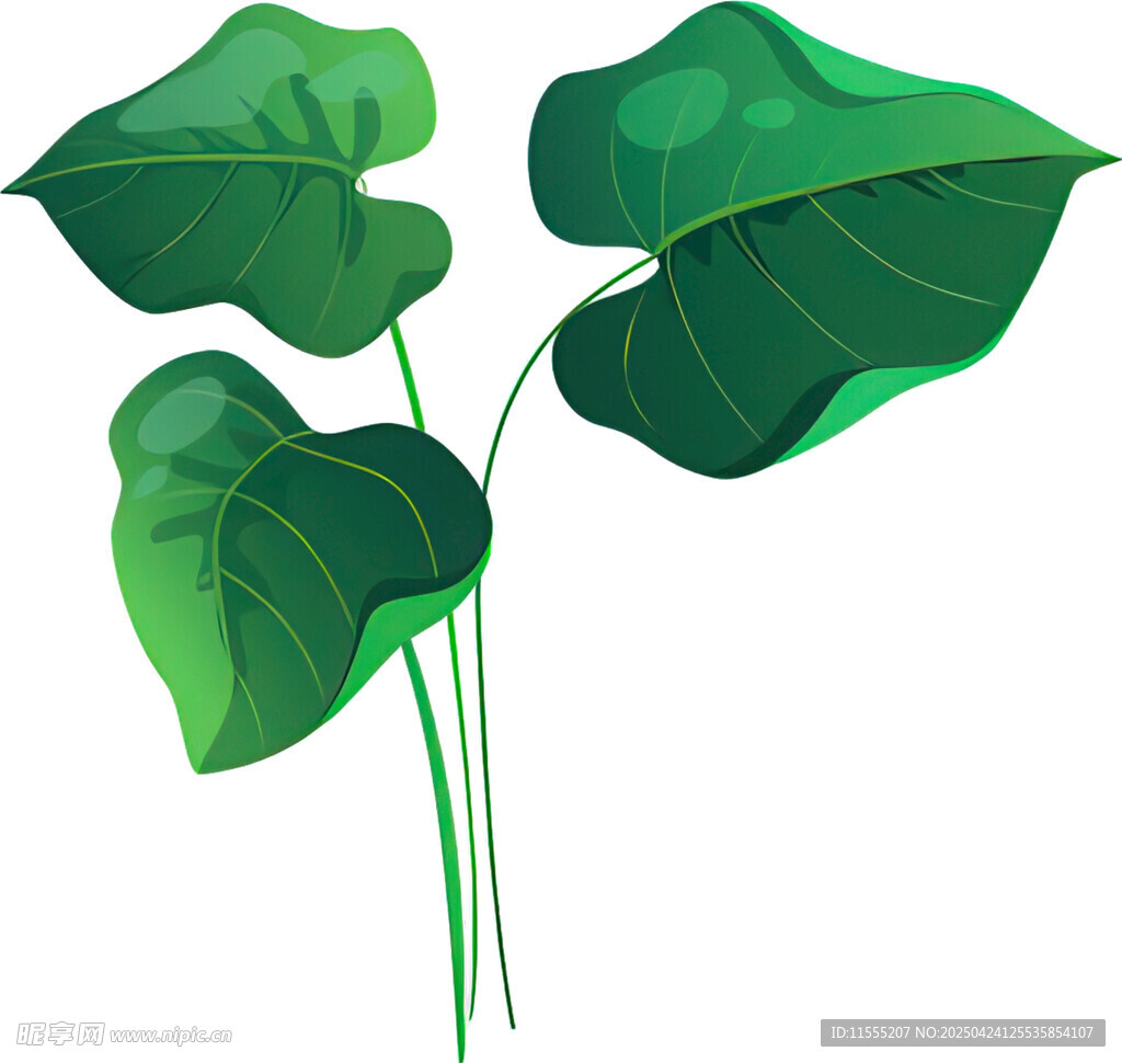 三片翠绿心形叶片植物