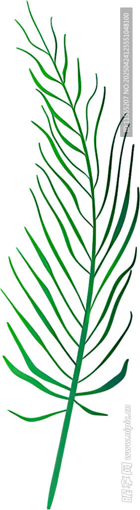 绿色羽状植物线条插画