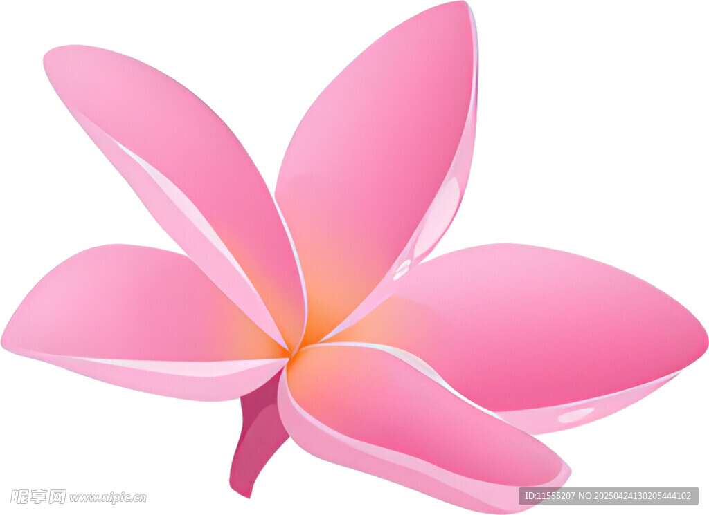 粉色鸡蛋花插画图案