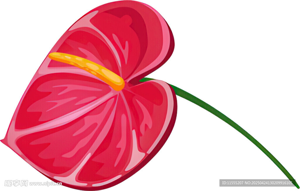粉红红掌花卉插画