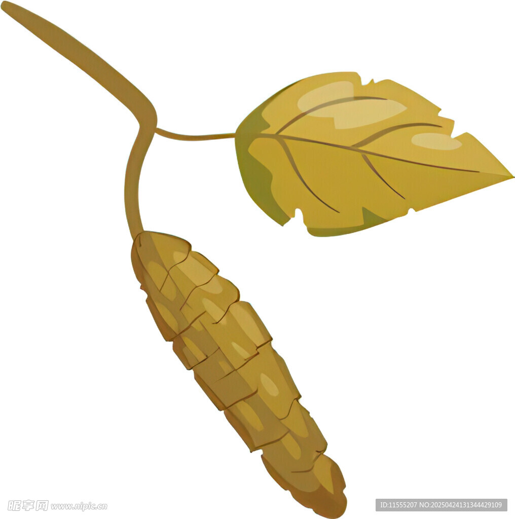 桑树枝叶与桑葚插画