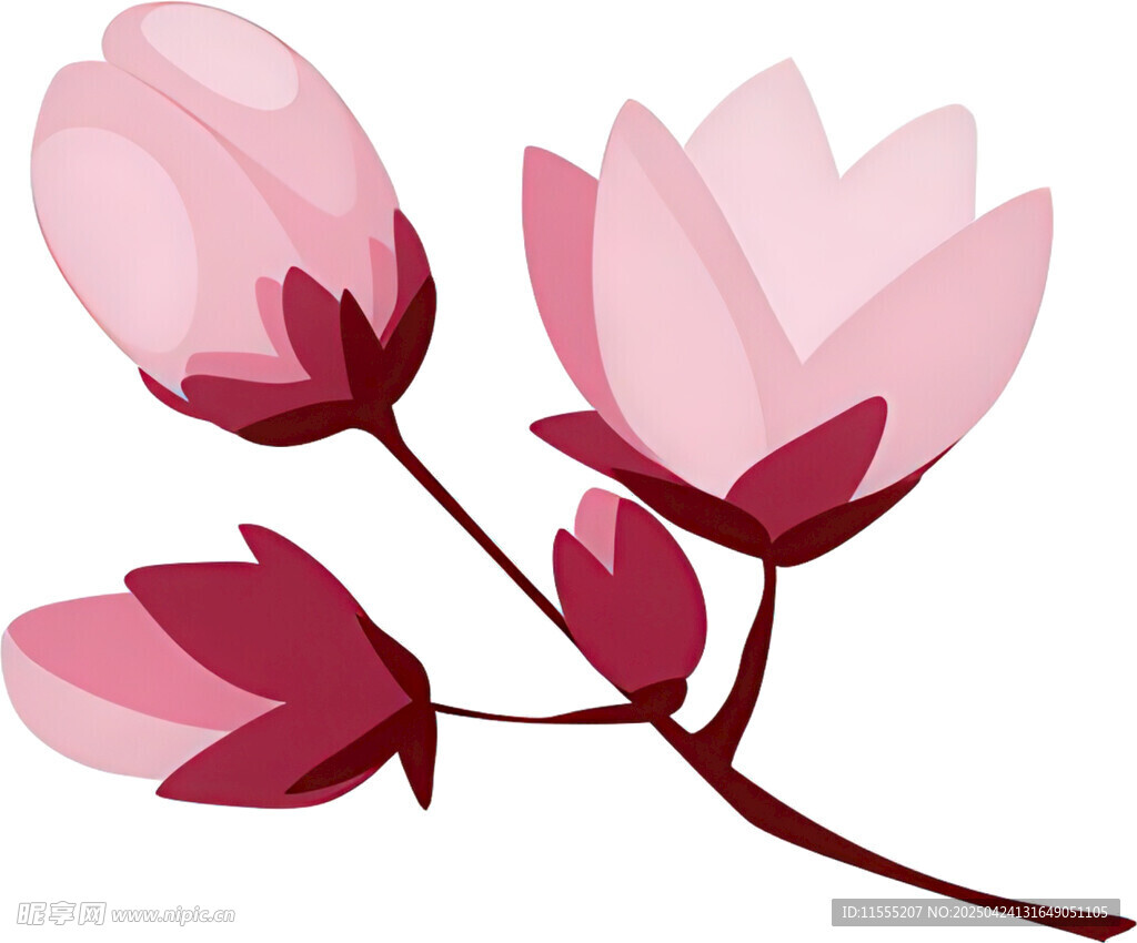 粉色玉兰花枝插画