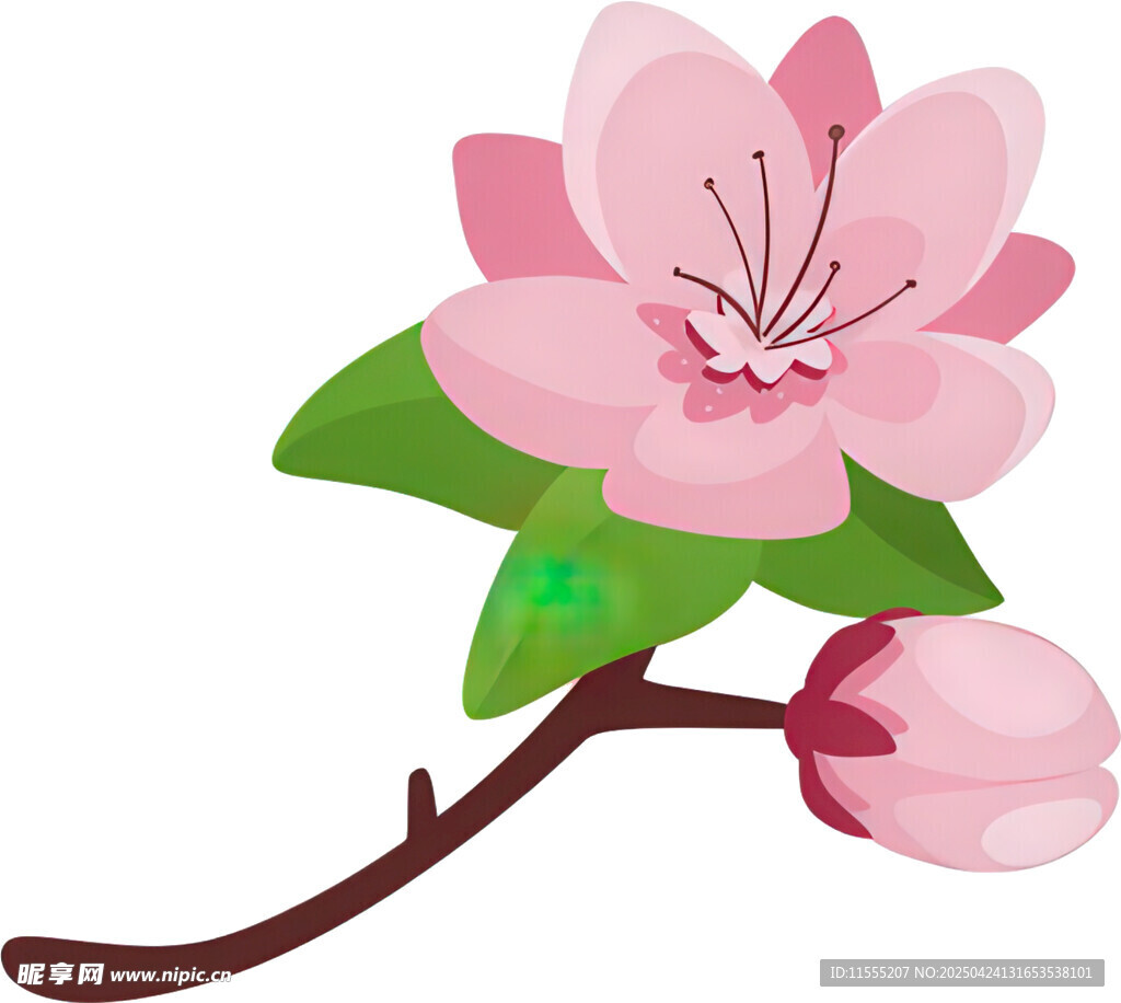 粉色樱花花枝插画