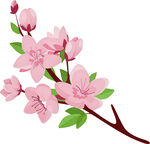 粉色桃花枝