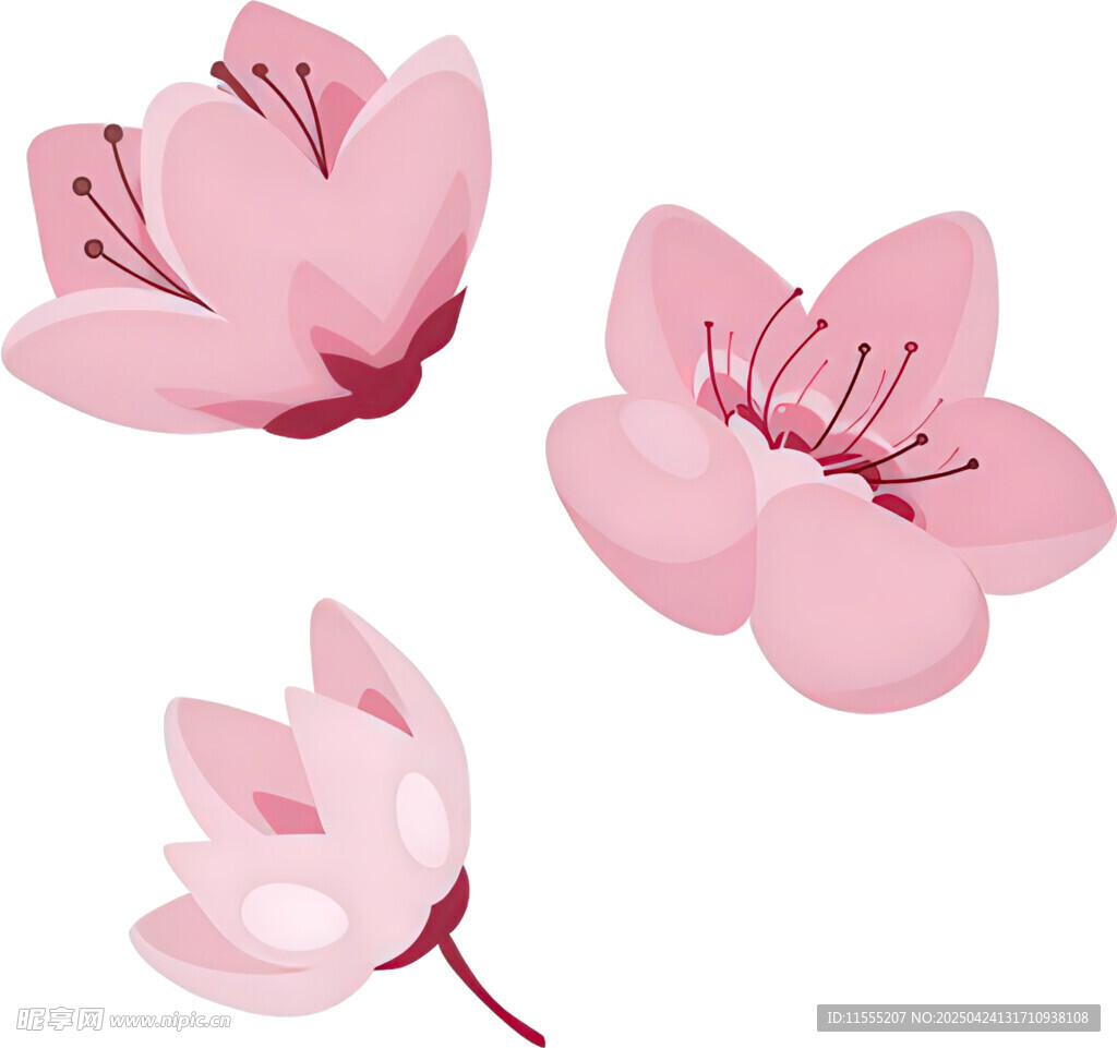 三朵柔美粉色樱花插画