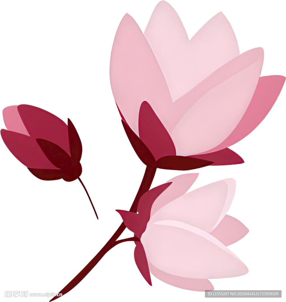 粉色玉兰花插画