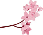 粉色樱花枝