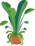 盆栽绿植 清新室内小植物