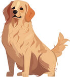 可爱的坐着的金毛犬