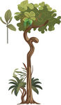 热带植物插画