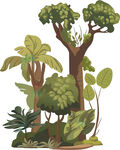 热带雨林植物景观插画