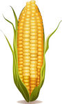 新鲜玉米棒