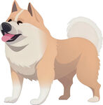 可爱站立秋田犬插画