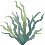 手绘海草插画