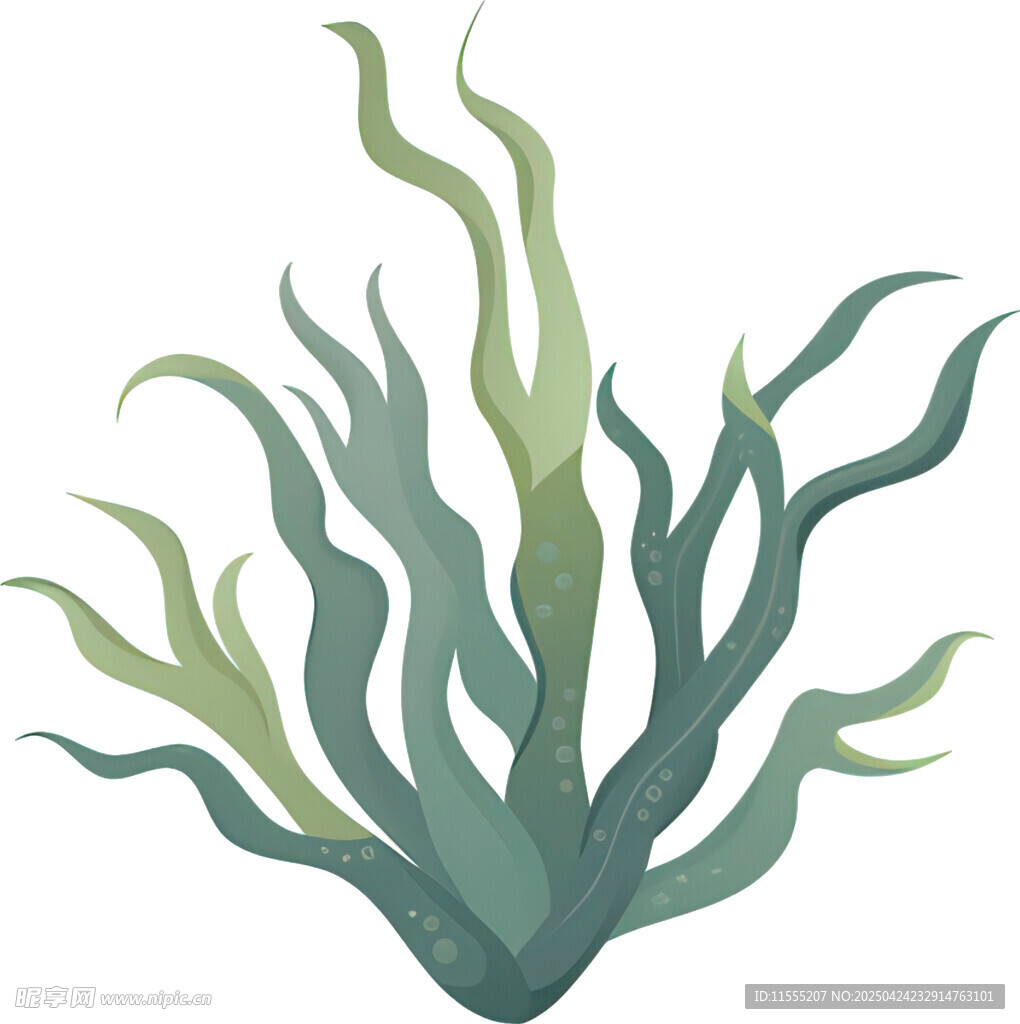手绘海草插画