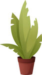 盆栽绿植 清新室内小植物