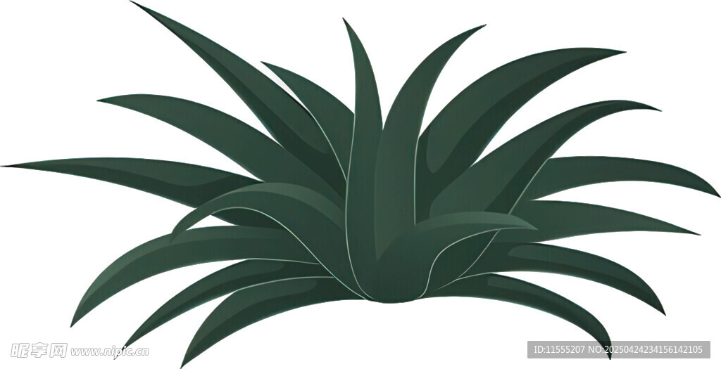 翠绿龙舌兰植物插画