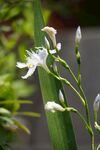 白色小花绽放于绿茎上