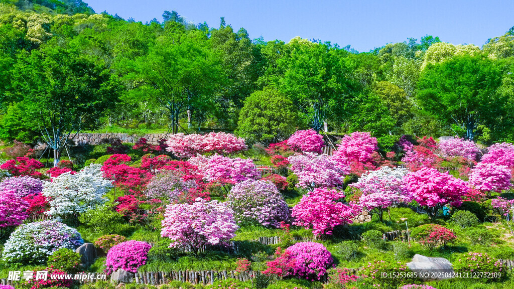 绚烂花海 多彩杜鹃绽放