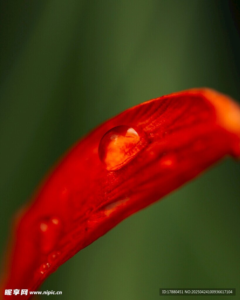 花瓣