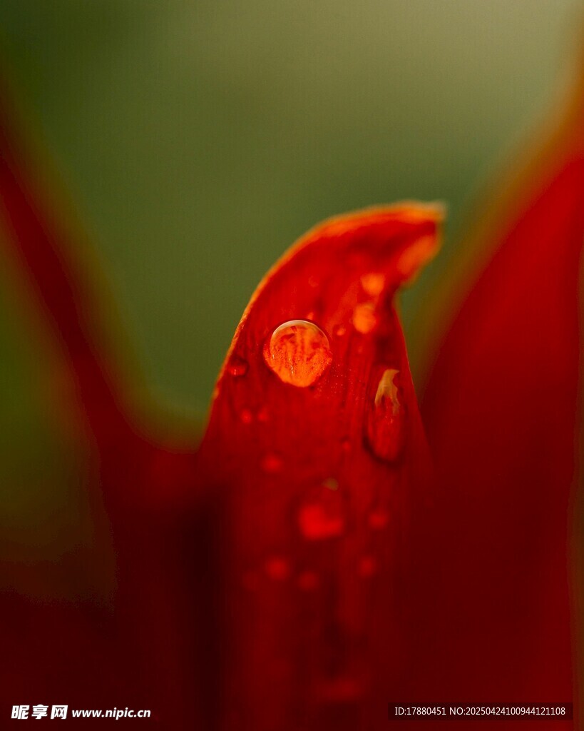 花瓣