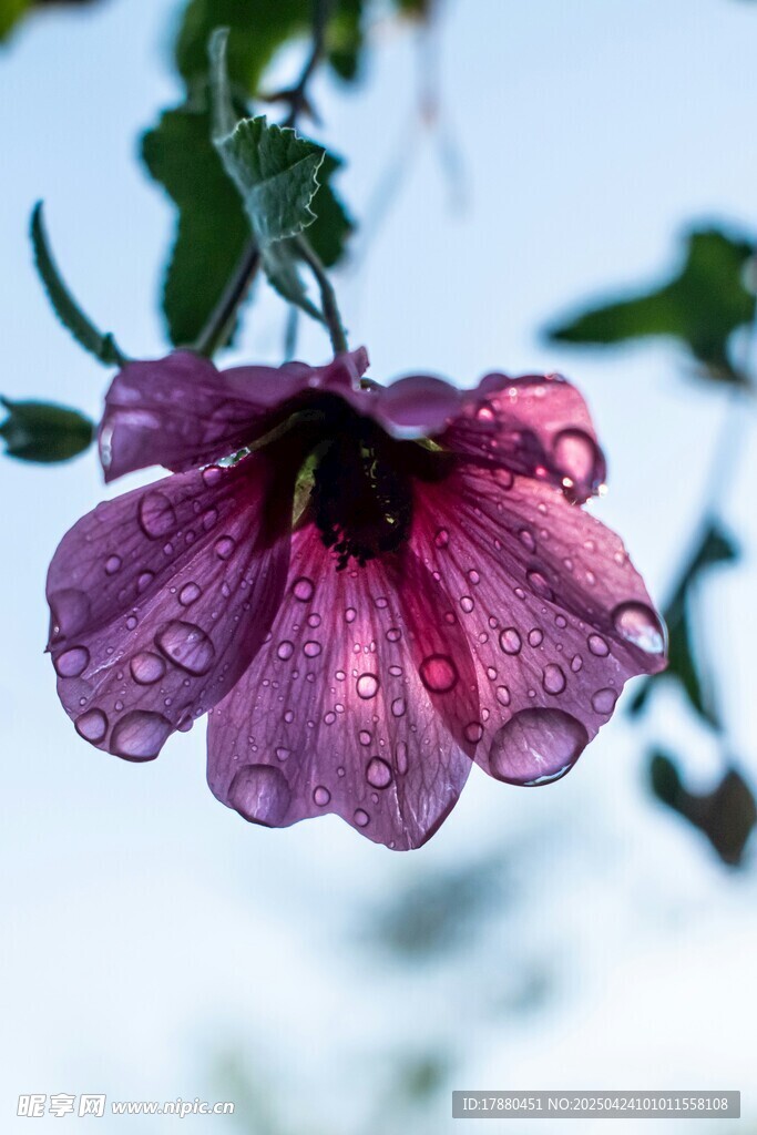 蜀葵