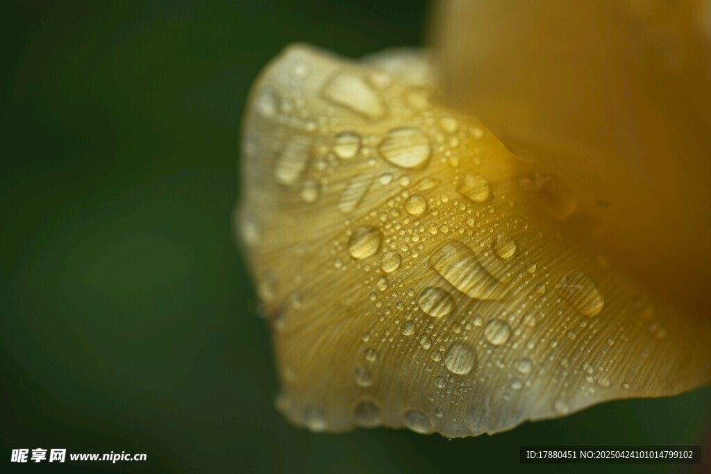 花瓣