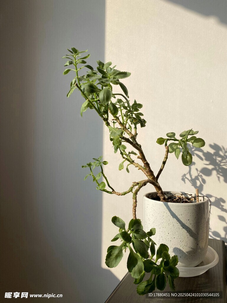 盆栽