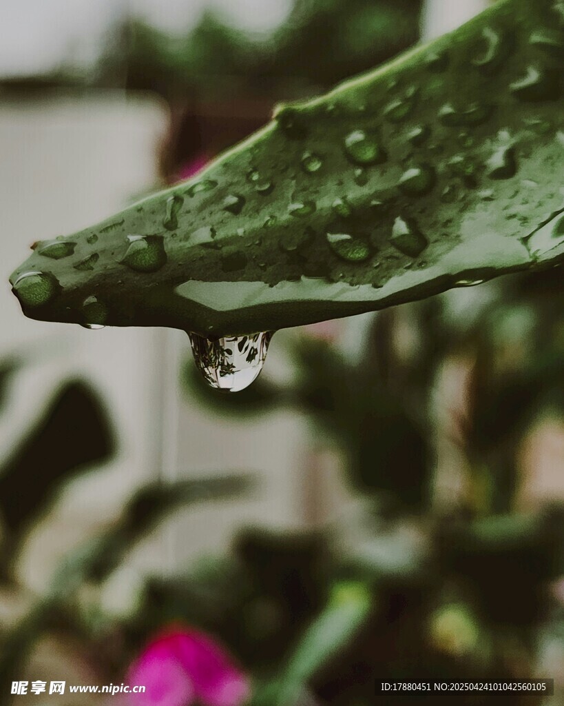 仙人掌