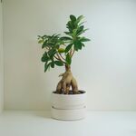 盆栽