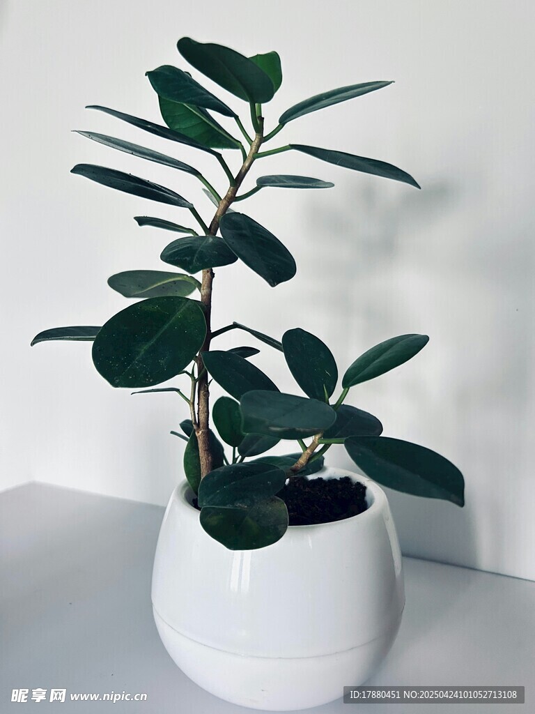 绿植