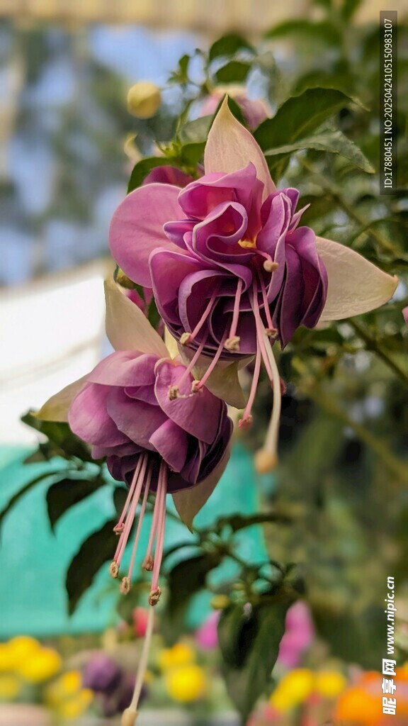 紫色悬铃花
