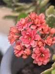 长寿花
