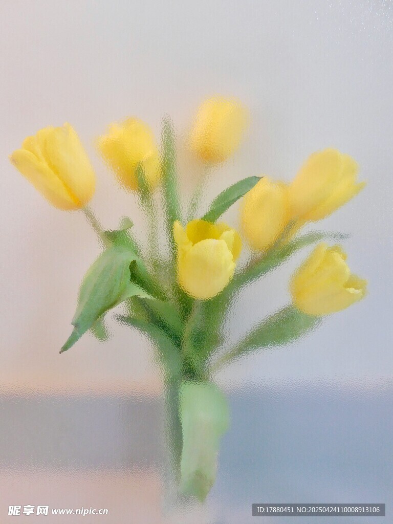 郁金香
